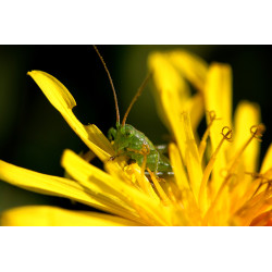 Carte sauterelle et pissenlit