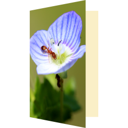 Carte fourmi et véronique