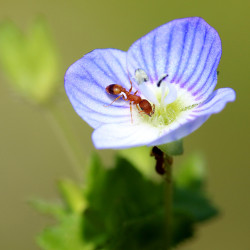Carte fourmi et véronique