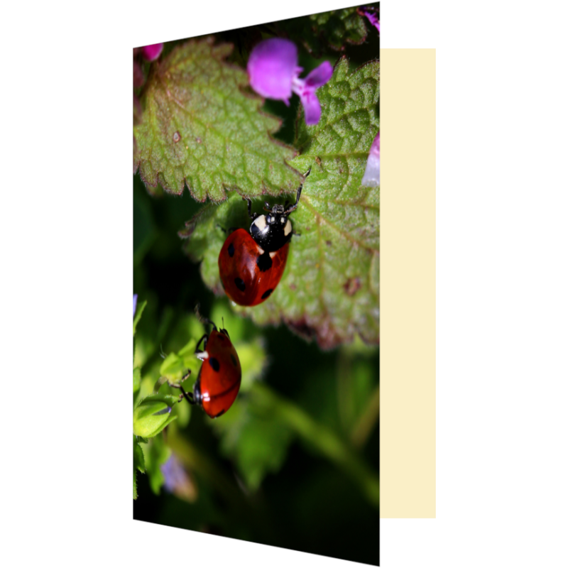 Carte coccinelles aventurières