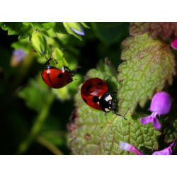 Carte coccinelles aventurières