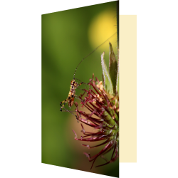 Carte sauterelle alien