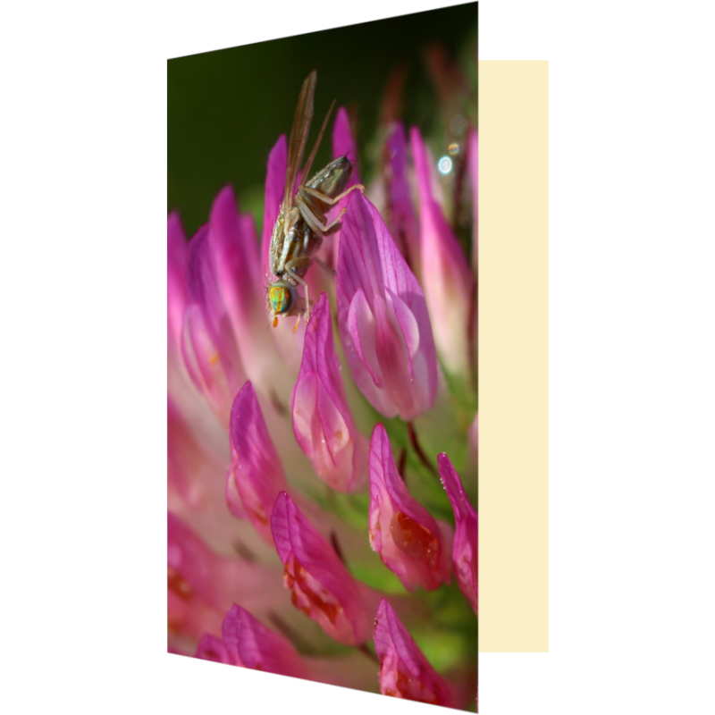 Carte mouche psychédélique