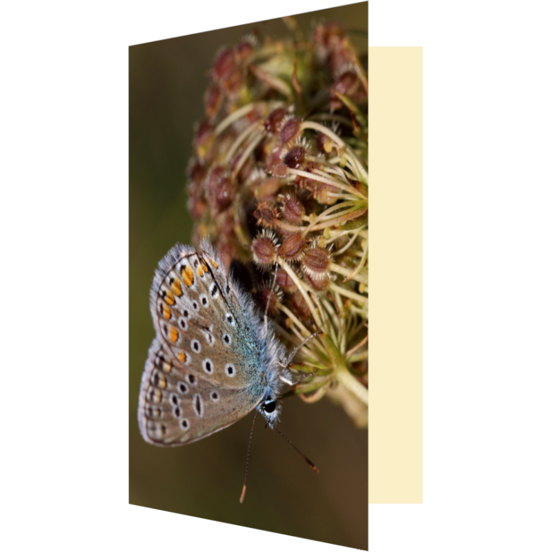 Carte papillon graines carotte sauvage
