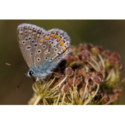 Carte papillon graines carotte sauvage