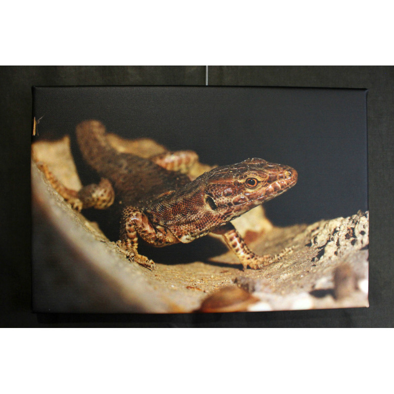Toile lézard curieux