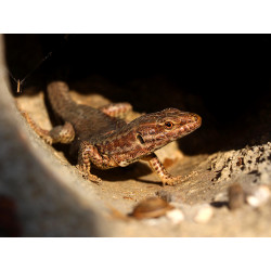 Toile lézard curieux