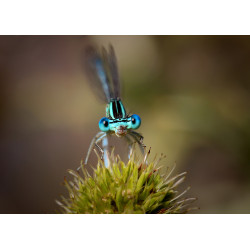 Toile libellule demoiselle