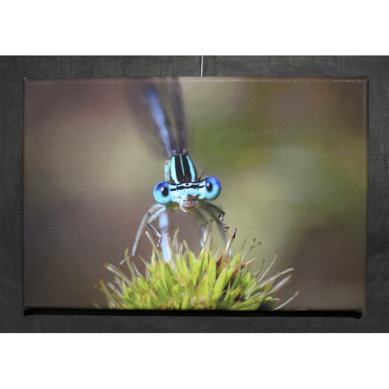 Toile libellule demoiselle