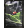 Toile coccinelle au soleil