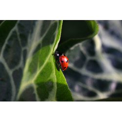Toile coccinelle au soleil
