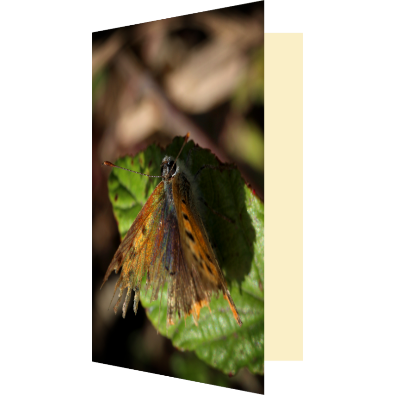 Carte vieux papillon arc-en-ciel