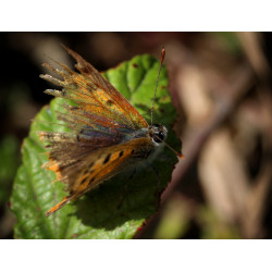 Carte vieux papillon arc-en-ciel