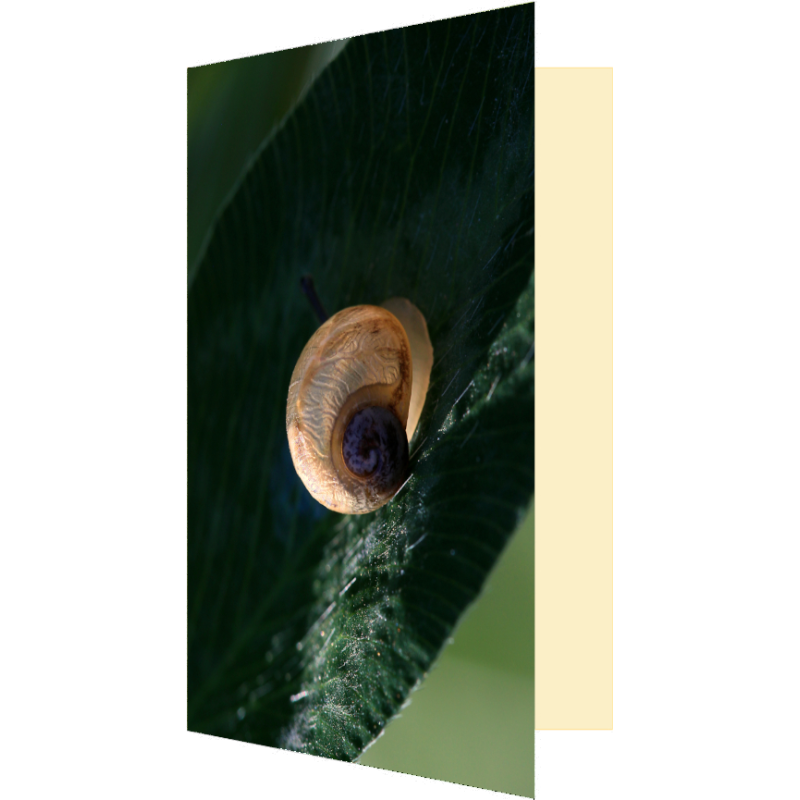 Carte escargot translucide