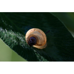 Carte escargot translucide