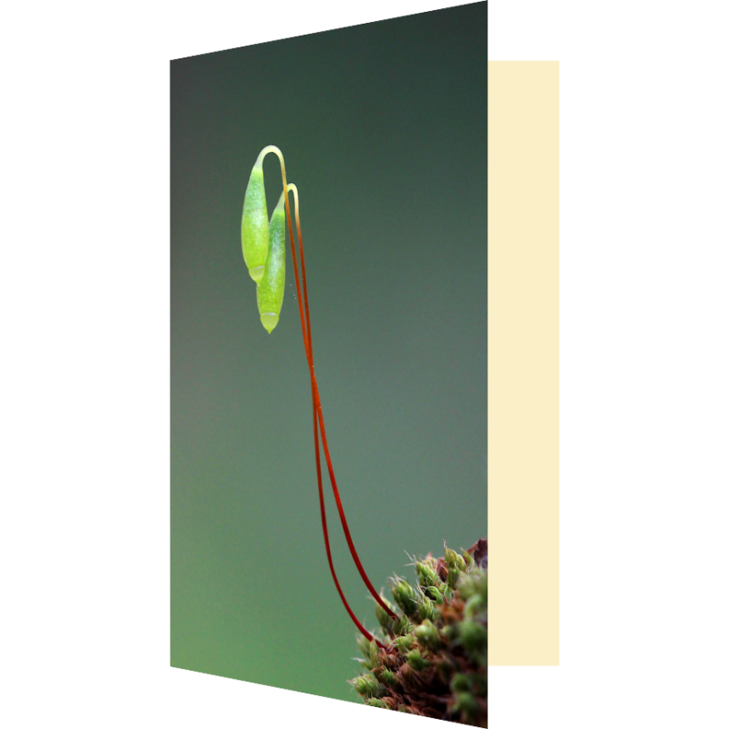 Carte sporogones lanternes