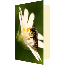 Carte abeille solitaire et...