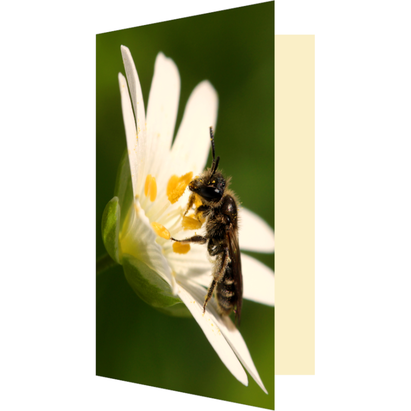 Carte abeille solitaire et stellaire holostée