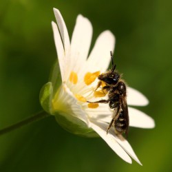 Carte abeille solitaire et stellaire holostée