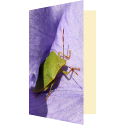 Carte punaise verte sur...