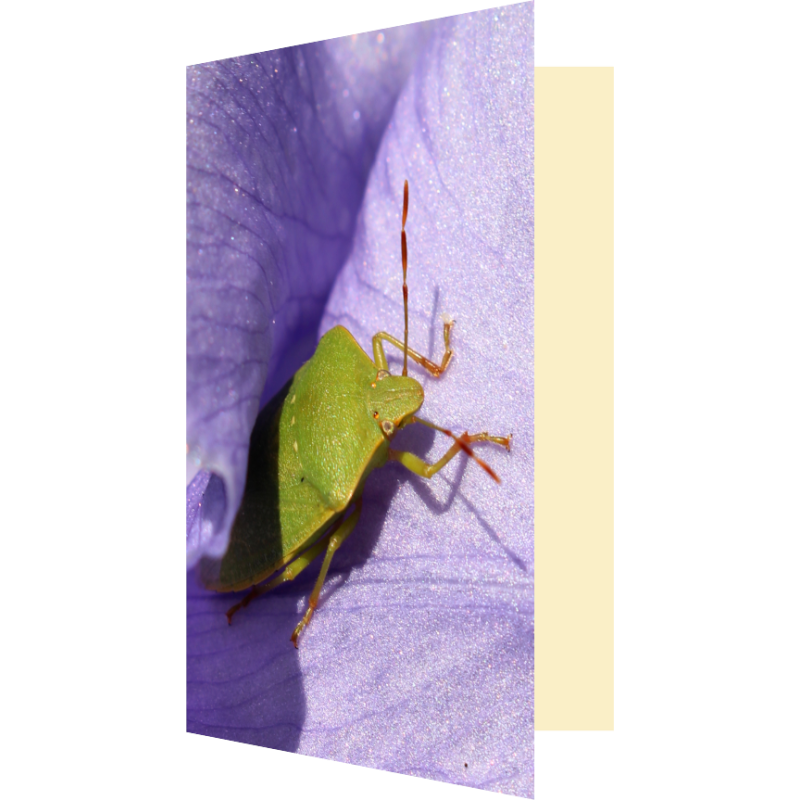 Carte punaise verte sur iris violet