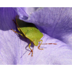 Carte punaise verte sur iris violet