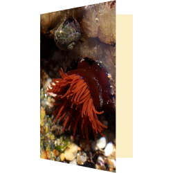 Carte anémone de mer
