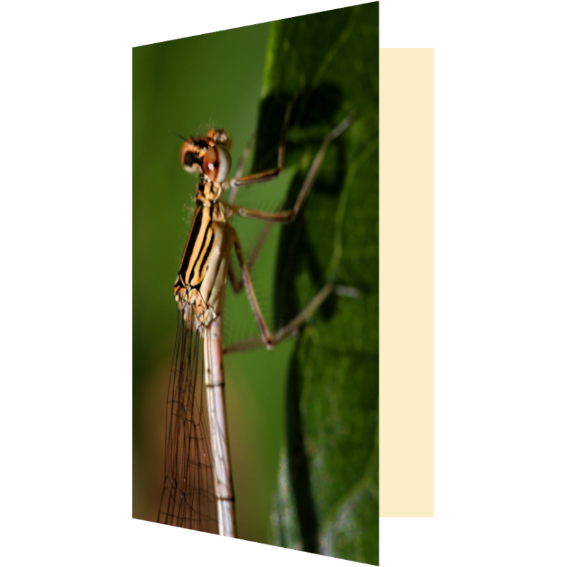 Carte demoiselle gros plan