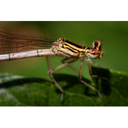 Carte demoiselle gros plan