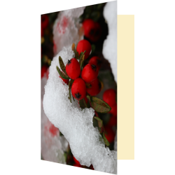 Carte baies de cotonéaster...