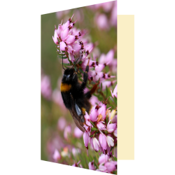 Carte bourdon butineur de...