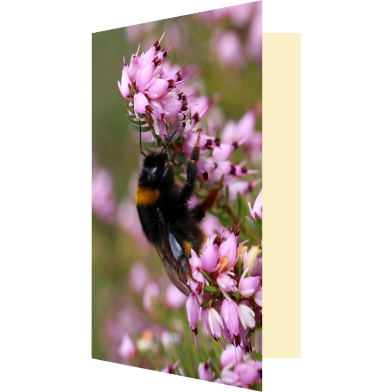 Carte bourdon butineur de bruyère