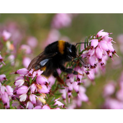 Carte bourdon butineur de bruyère