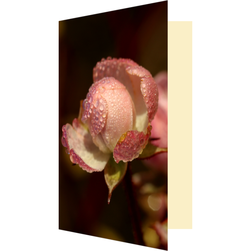 Carte rose et rosée