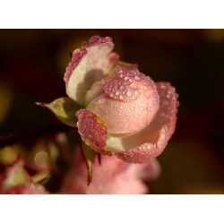 Carte rose et rosée