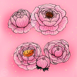 Enveloppe pivoines translucides