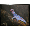 Toile gecko origami