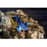 Toile homard origami