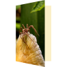Carte araignée et champignon