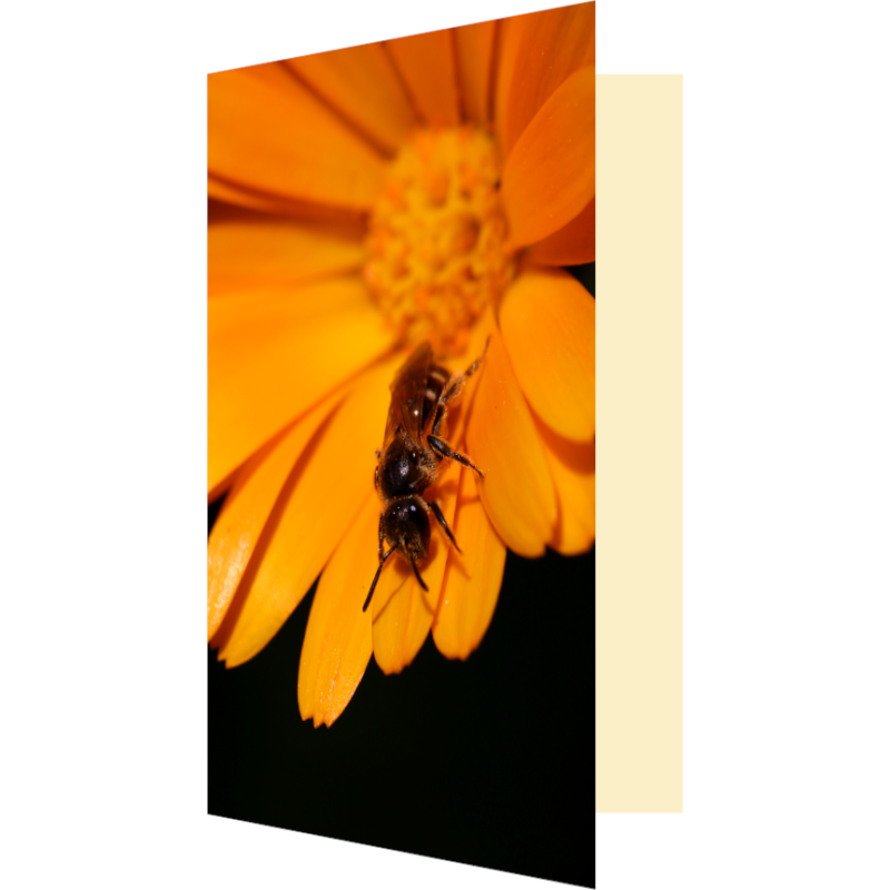 Carte abeille et souci