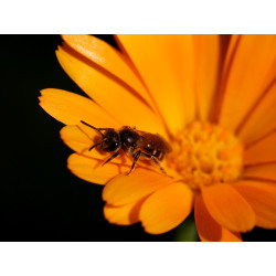 Carte abeille et souci