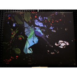 Toile colobri origami