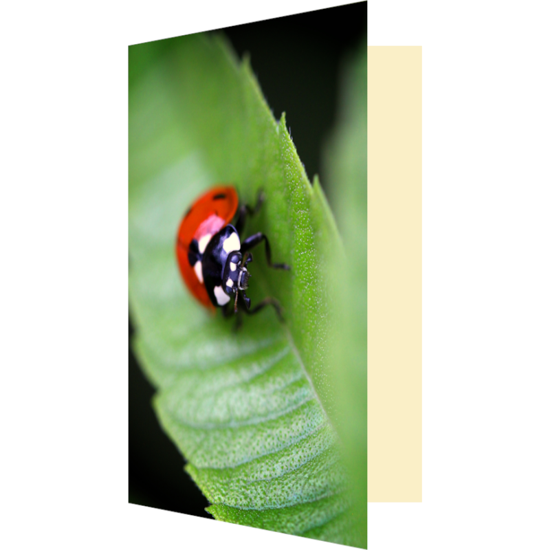 Carte coccinelle curieuse et verveine citronnelle