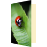 Carte coccinelle curieuse et verveine citronnelle