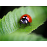Carte coccinelle curieuse et verveine citronnelle