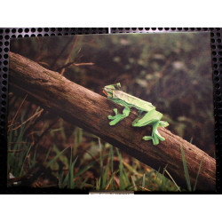 Toile grenouille origami