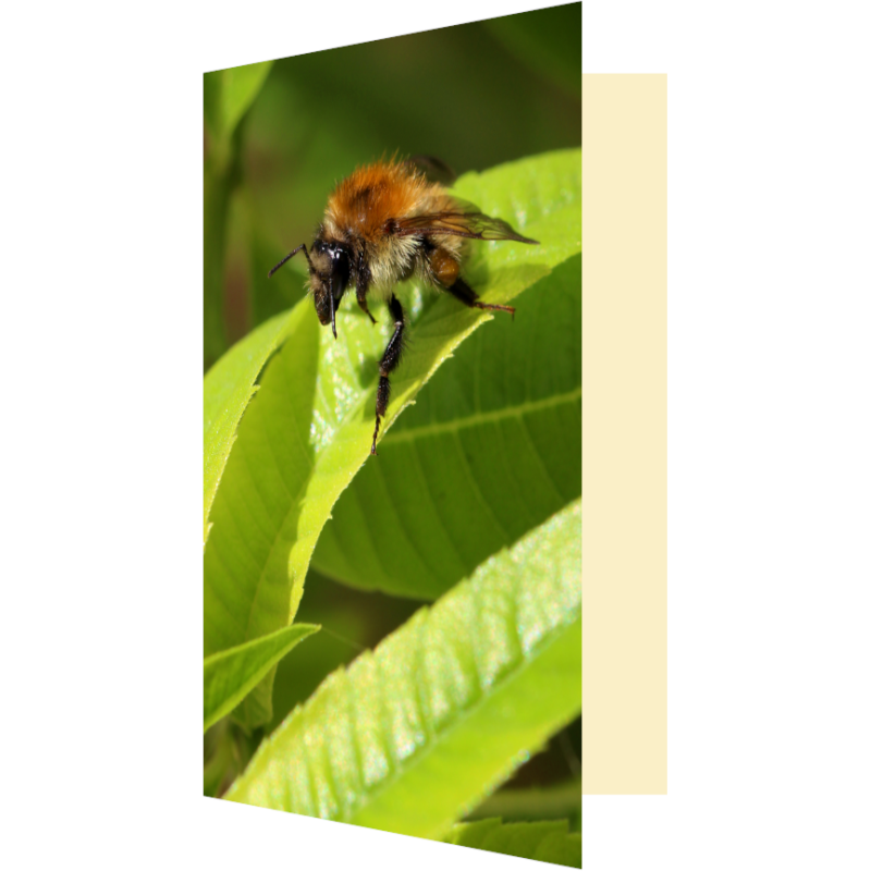 Carte bourdon des champs et verveine citronnelle