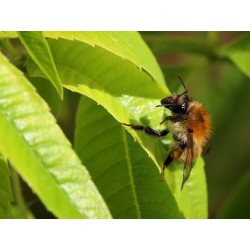 Carte bourdon des champs et verveine citronnelle