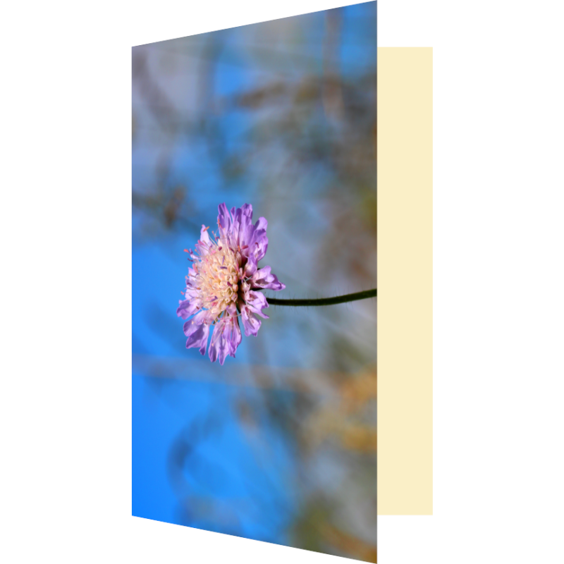 Carte knautie des champs