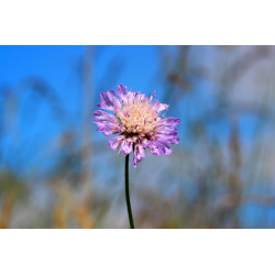 Carte knautie des champs